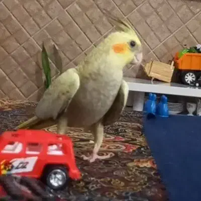 کم شده در محدوده معراج کوی امام هادی|حیوانات|بجنورد, |دیوار