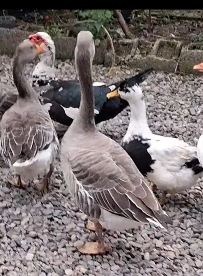 ۴عدد غاز بسیار درشت۴۸۰۰/۰۰۰|حیوانات مزرعه|سنگر, |دیوار