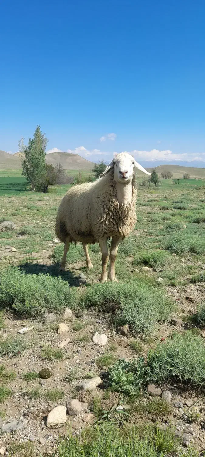 قوچ دامازلخ|حیوانات مزرعه|سراب, |دیوار