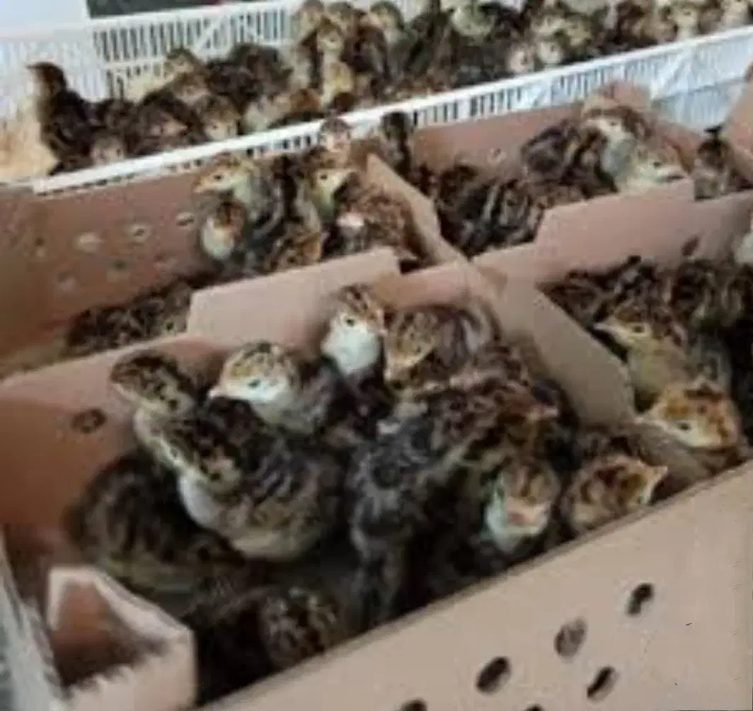 جوجه بوقلمون برنز یک روزه|حیوانات مزرعه|بابل, |دیوار