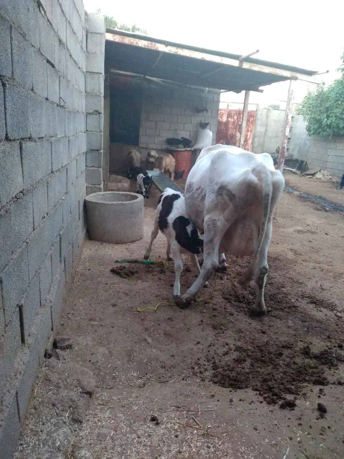 گاو و گوساله|حیوانات مزرعه|گتوند, |دیوار