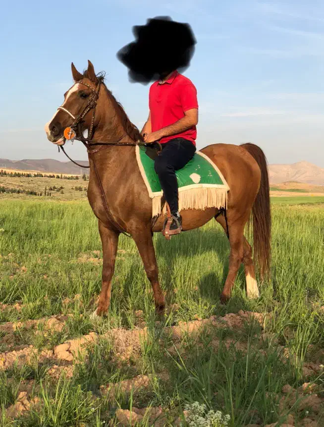 اسب|اسب و تجهیزات اسبسواری|شیراز, گویم|دیوار