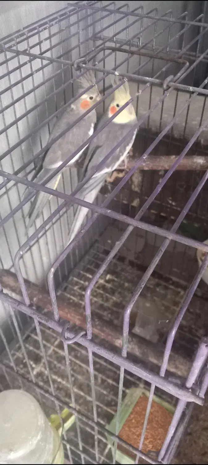 طوطی عروس جفت|پرنده|قائم‌شهر, |دیوار