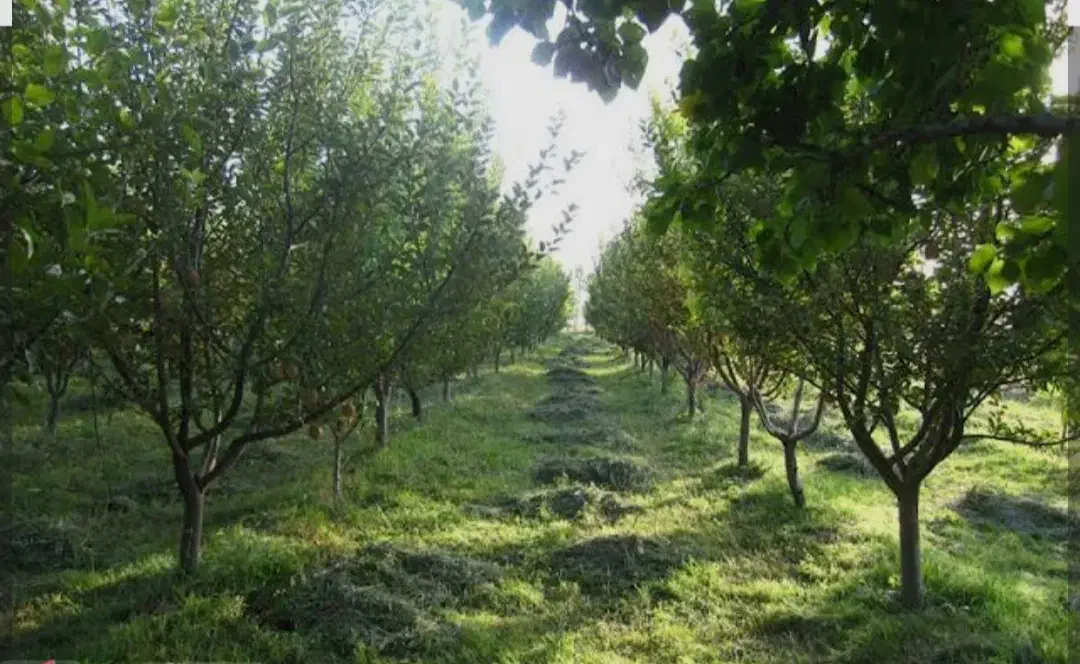 باغ ۱۰۰۰متری انواع میوه ۶ ساله سه بر دیوارکشی شده|فروش خانه و ویلا|دماوند, دماوند|دیوار