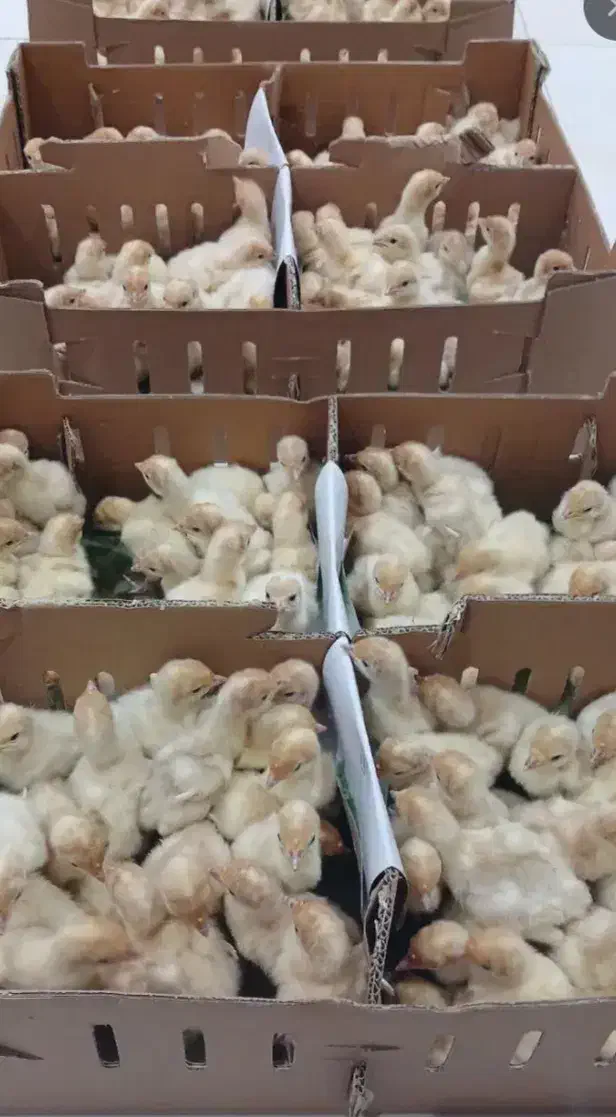 جوجه بوقلمون بیوتی ۶ یکروزه و۴۰روزه|حیوانات مزرعه|شیراز, کلاهدوز|دیوار