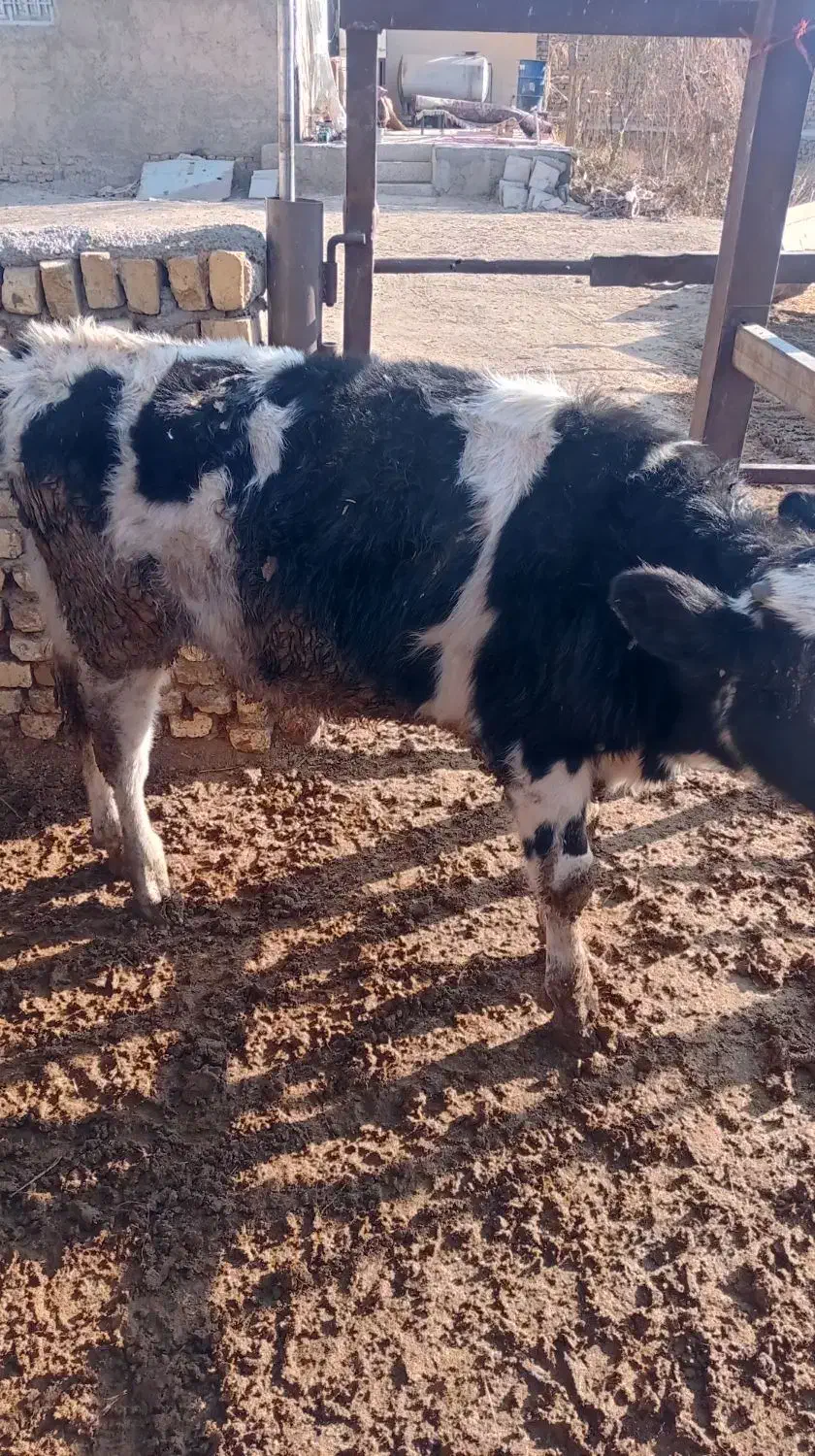 ۱گوساله هلشتاین|حیوانات مزرعه|اراک, |دیوار