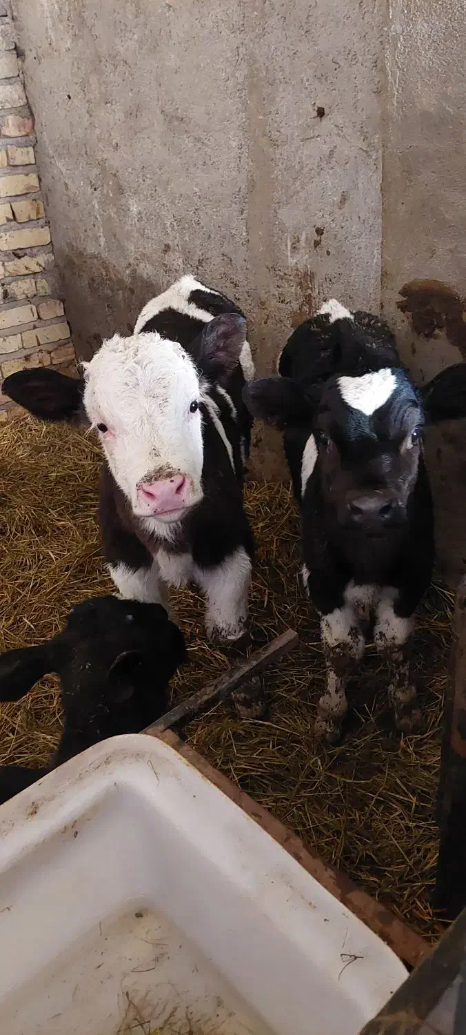 گاو|حیوانات مزرعه|نیشابور, دربقاضی|دیوار