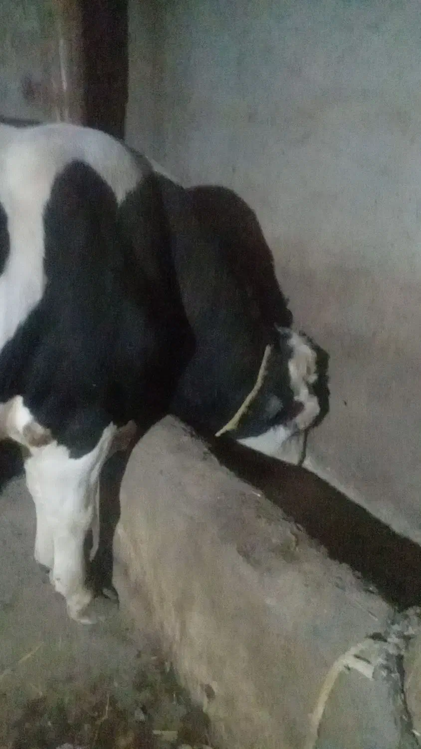 گاو نر گوشتی|حیوانات مزرعه|سراب, |دیوار