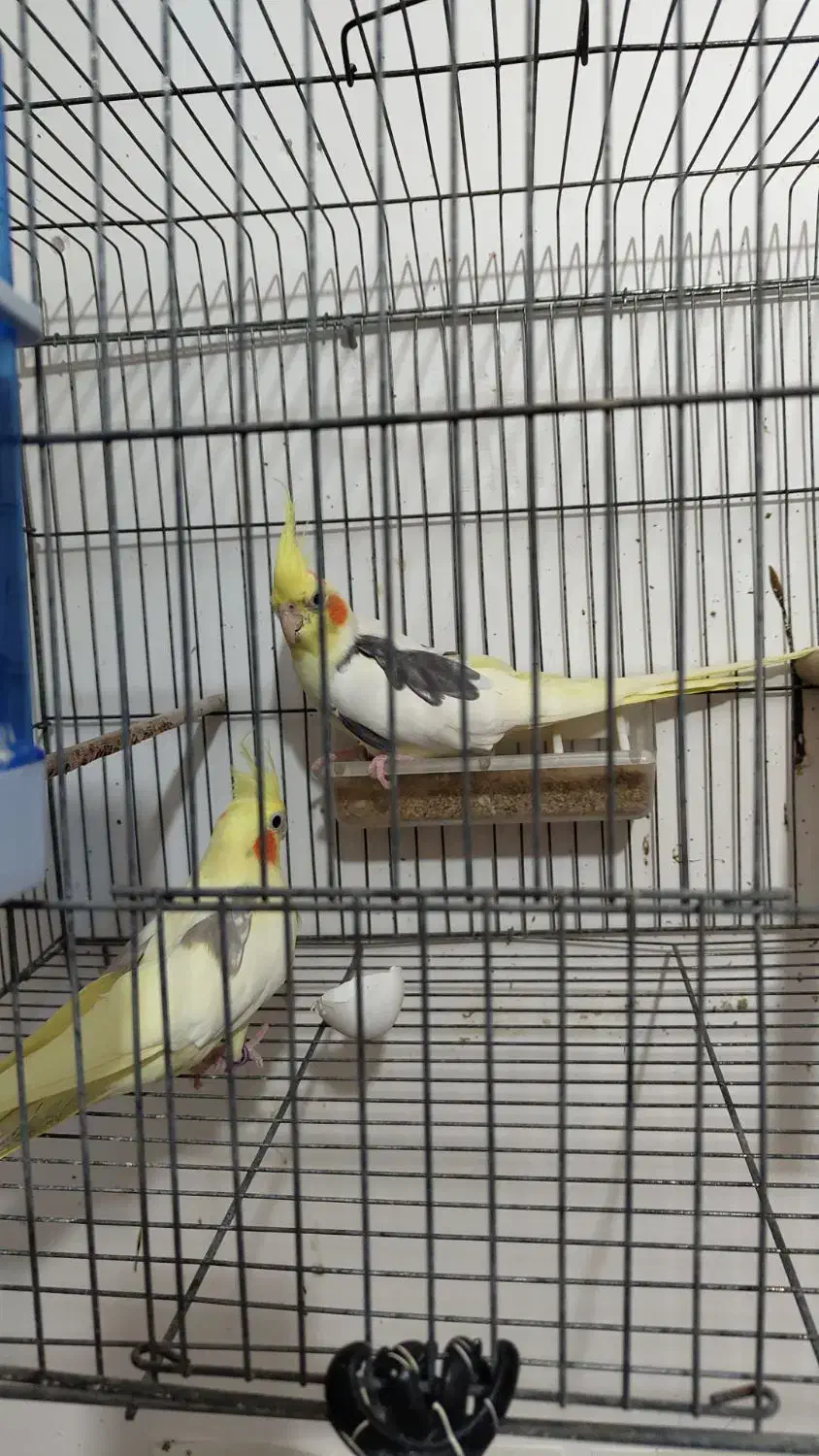 جفت مولد دوکت لوتینو|پرنده|بندر دیر, |دیوار