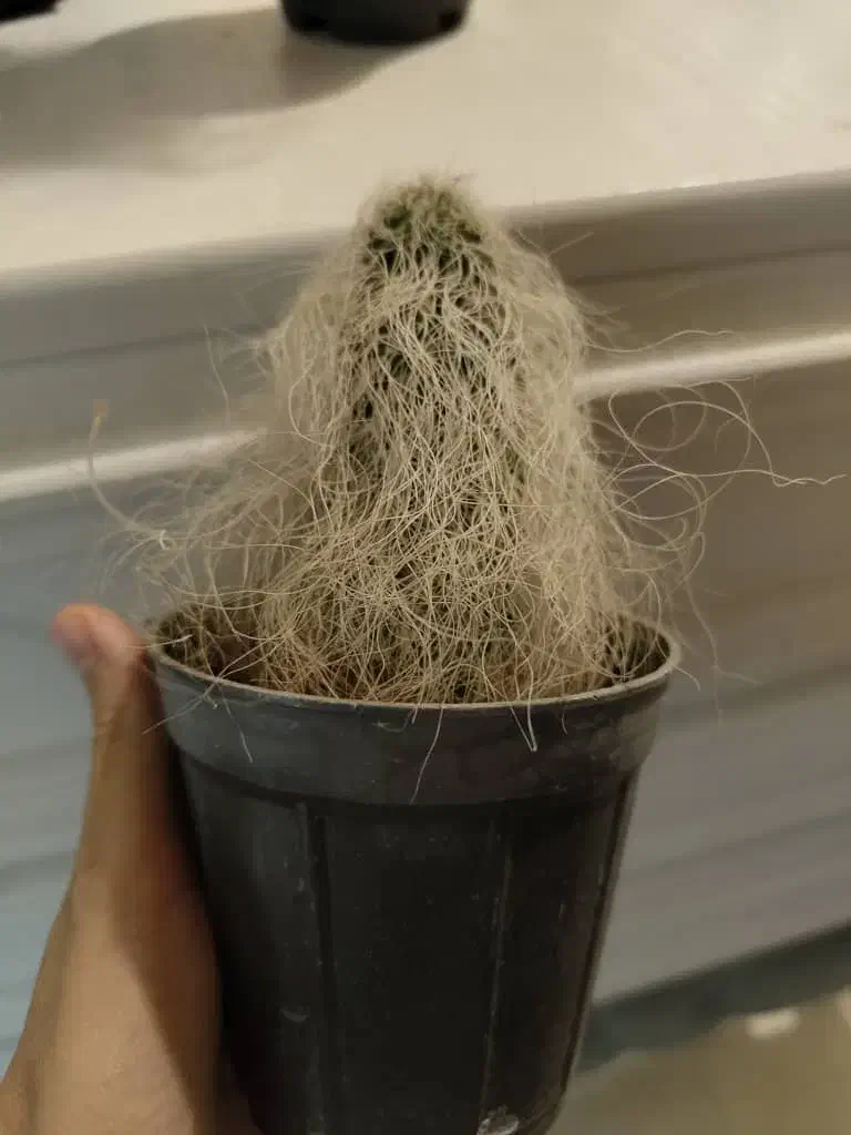 کاکتوس اولدمن|گل و گیاه طبیعی|تهران, سلیمانی|دیوار