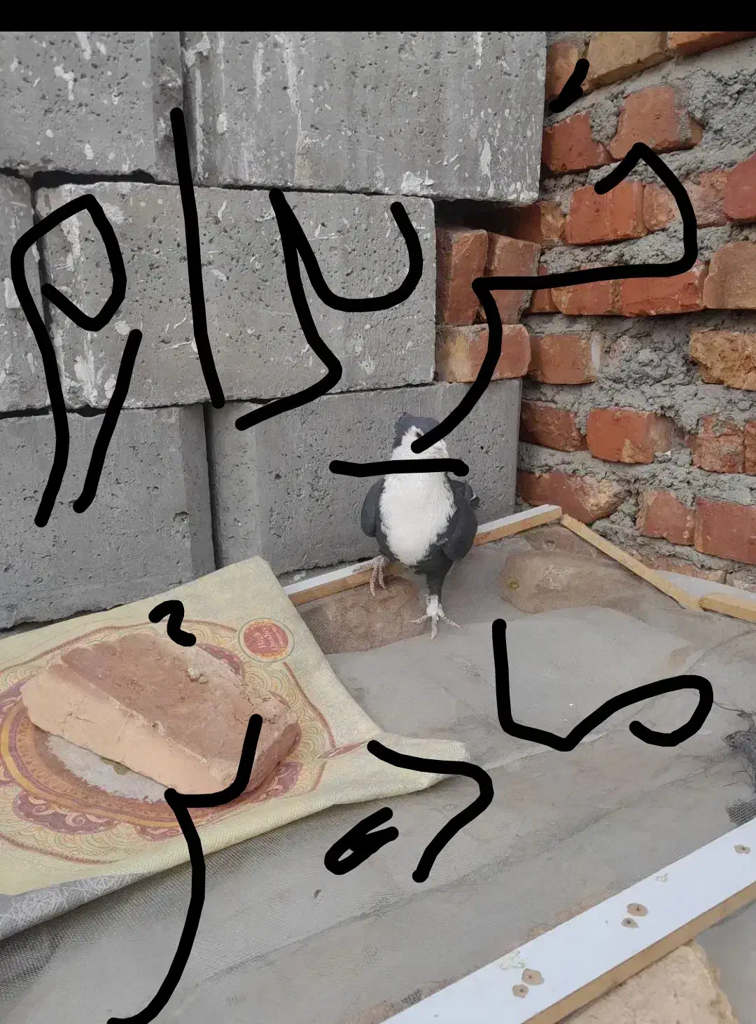 ماده ریش سیاه م خ ا م لوتان|پرنده|چابهار, |دیوار