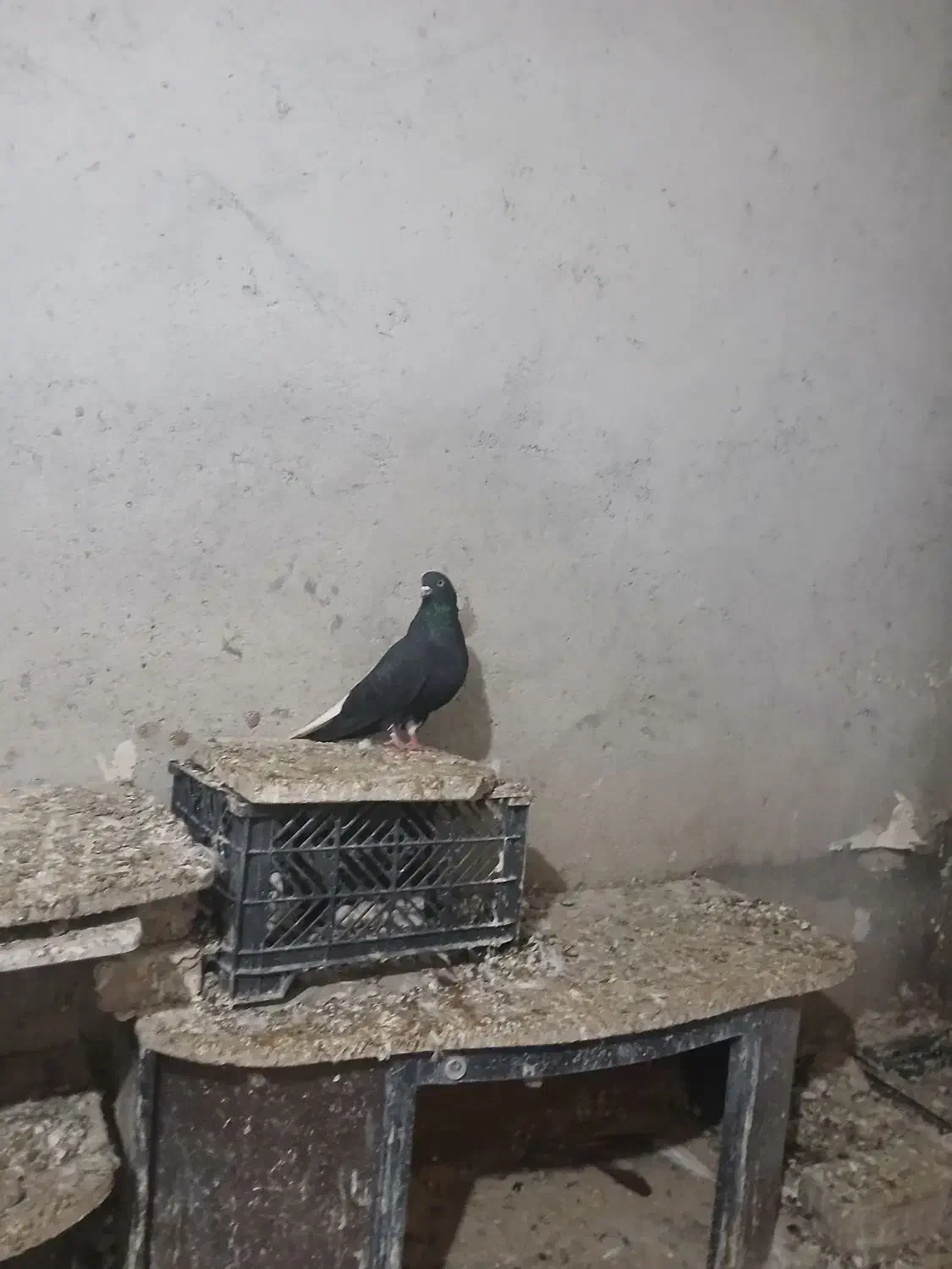 دم سفید نر|پرنده|اردبیل, |دیوار