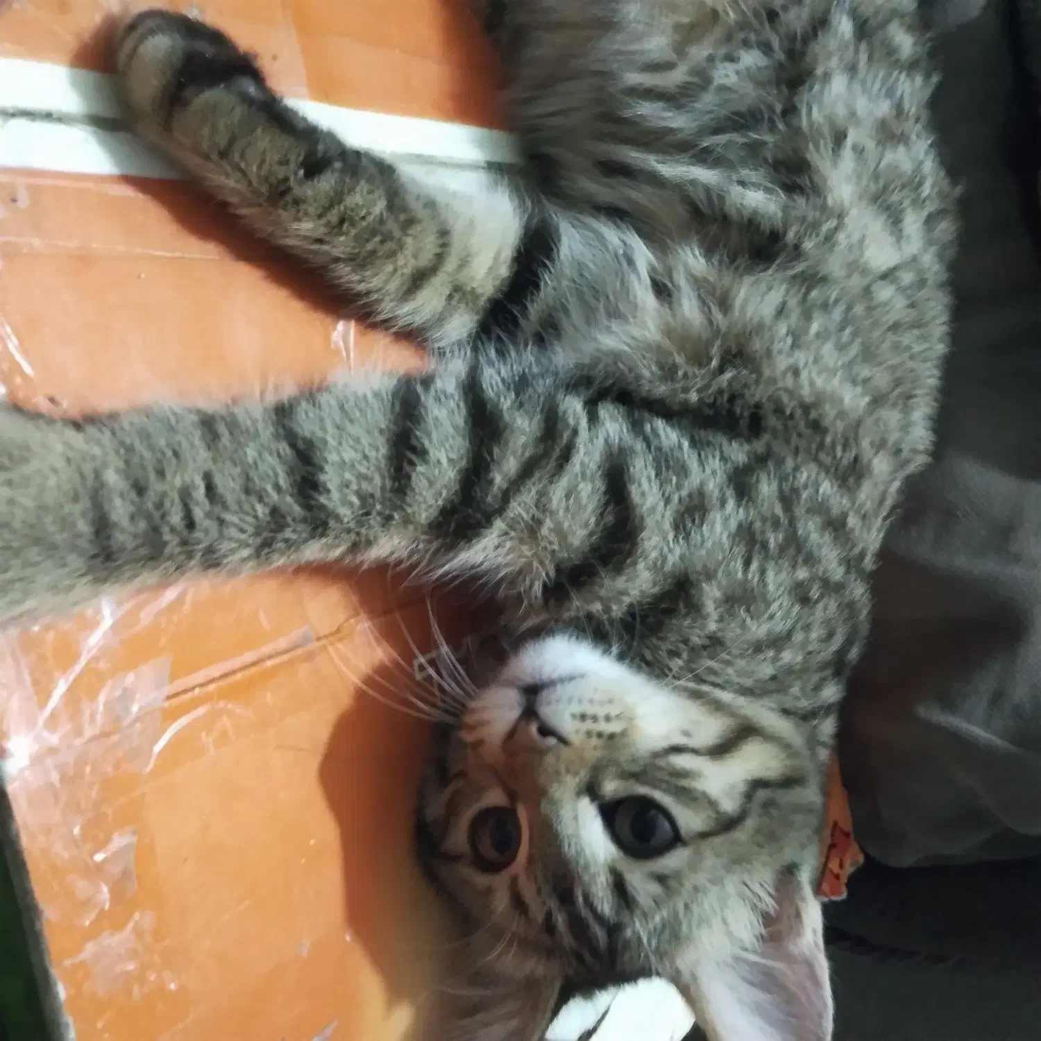 واگذاری گربه|گربه|زاهدان, |دیوار