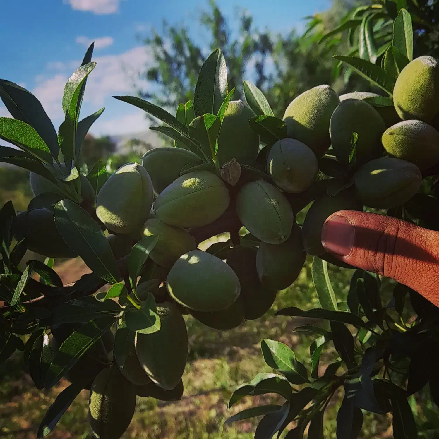 نهال بادام سنگی محلی|حراج|مراغه, |دیوار