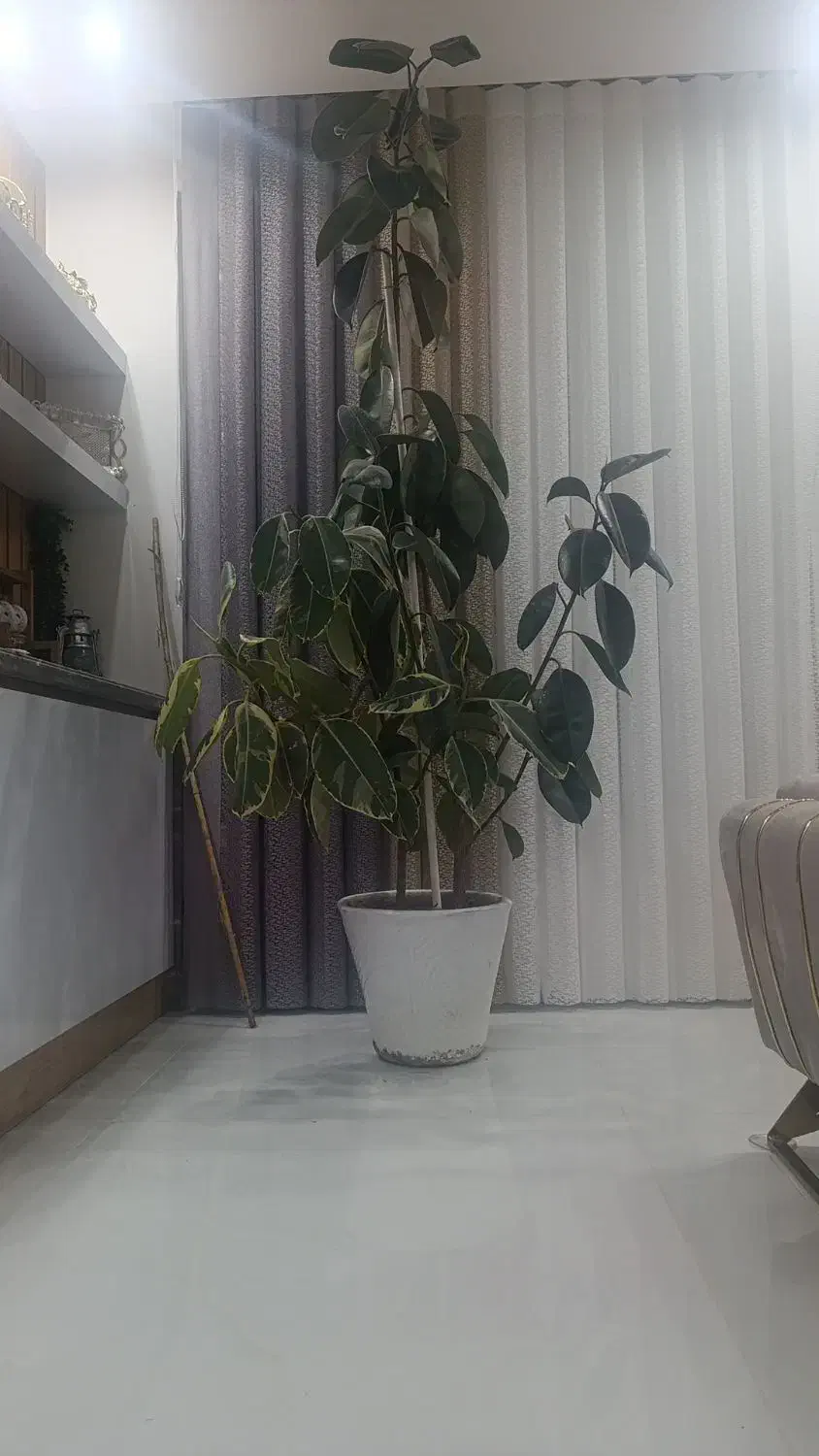 گل فیکوس بزرگ|گل و گیاه طبیعی|بیرجند, |دیوار