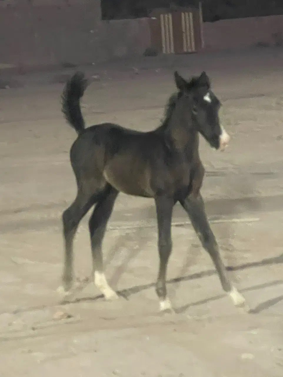 کره مادیان|اسب و تجهیزات اسب‌سواری|بم, |دیوار