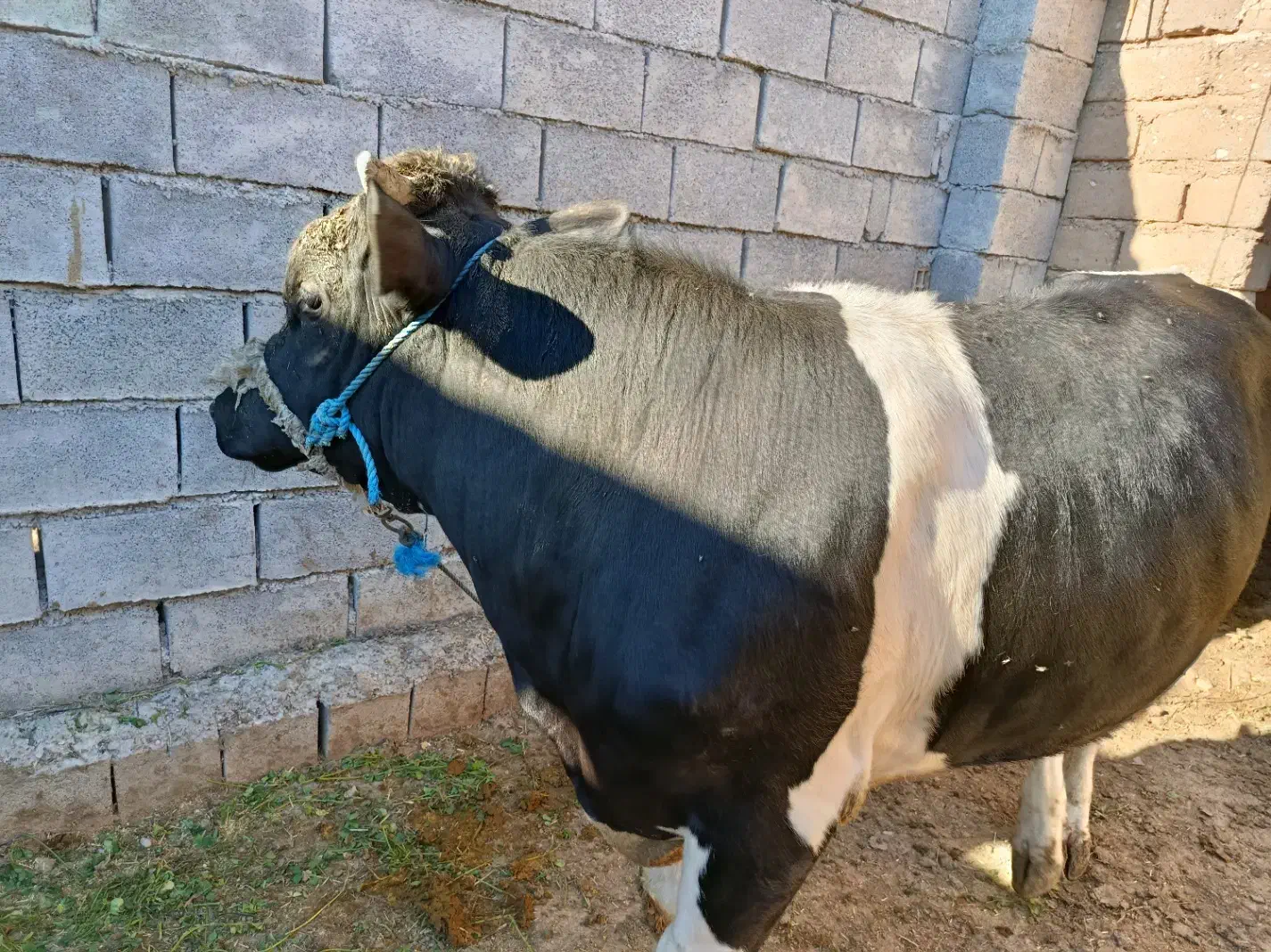 گوساله|حیوانات مزرعه|گتوند, |دیوار