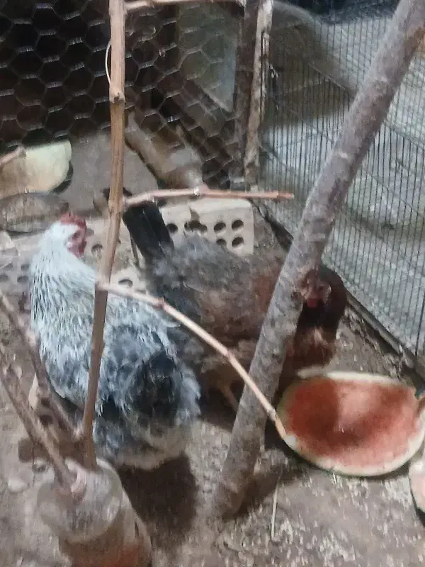 مرغ|حیوانات مزرعه|اسفراین, |دیوار