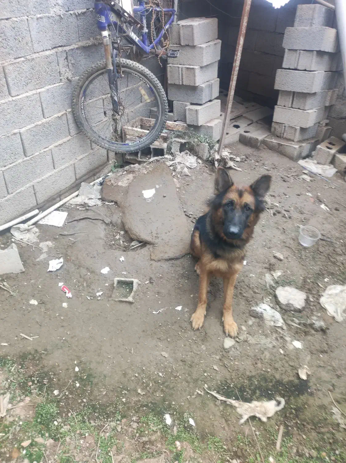 فروش سگ ژرمن|سگ|هادی شهر, |دیوار