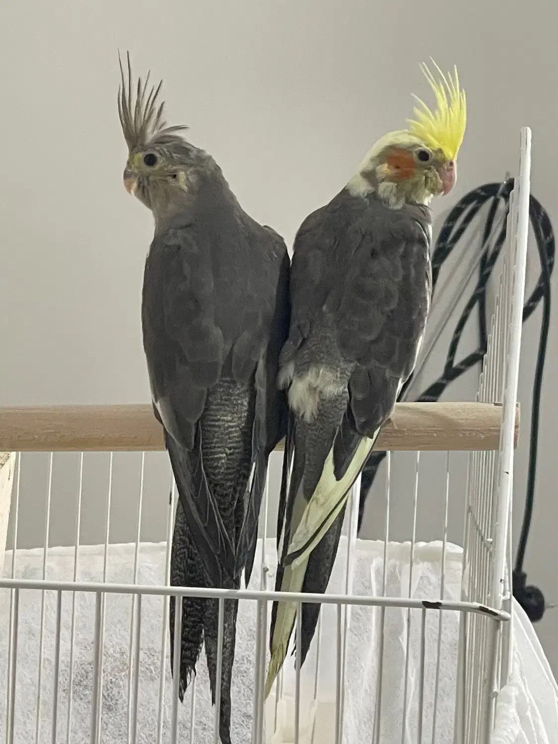 عروس هلندی|پرنده|رشت, فلسطین|دیوار