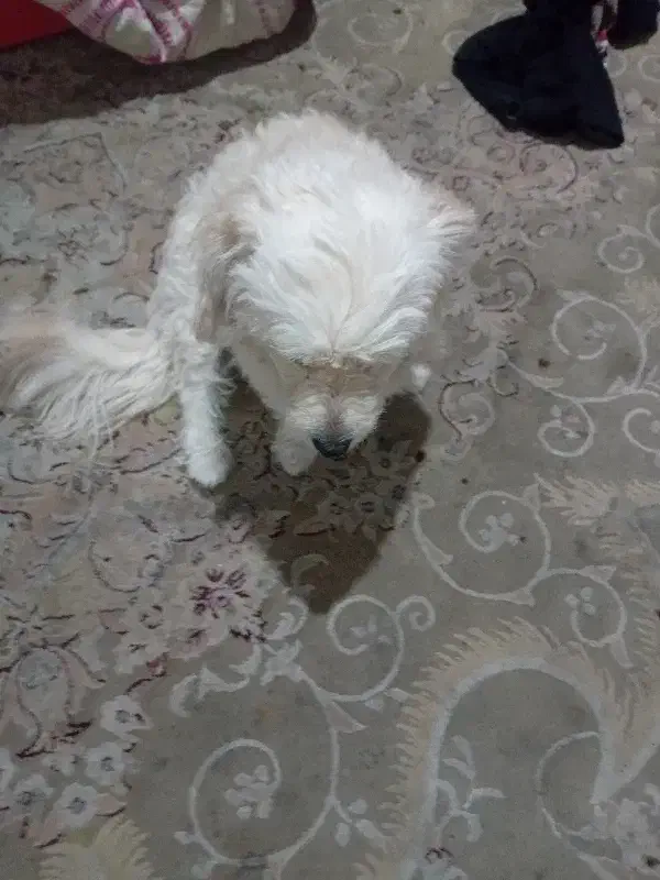 این سگ تربیت شدس واقعا شیتزو اصله و واقعا حرفه ای|سگ|پرند, فاز ۵|دیوار