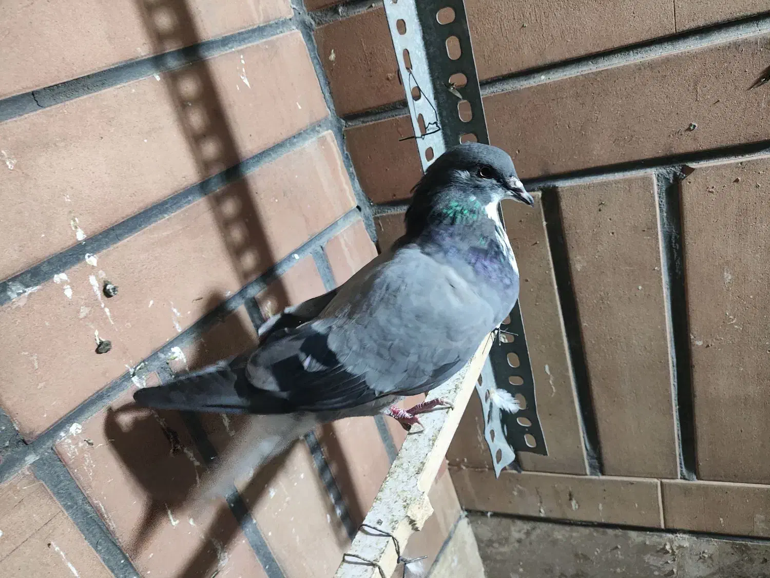 کبوتر|پرنده|قم, مسجد امام حسن|دیوار