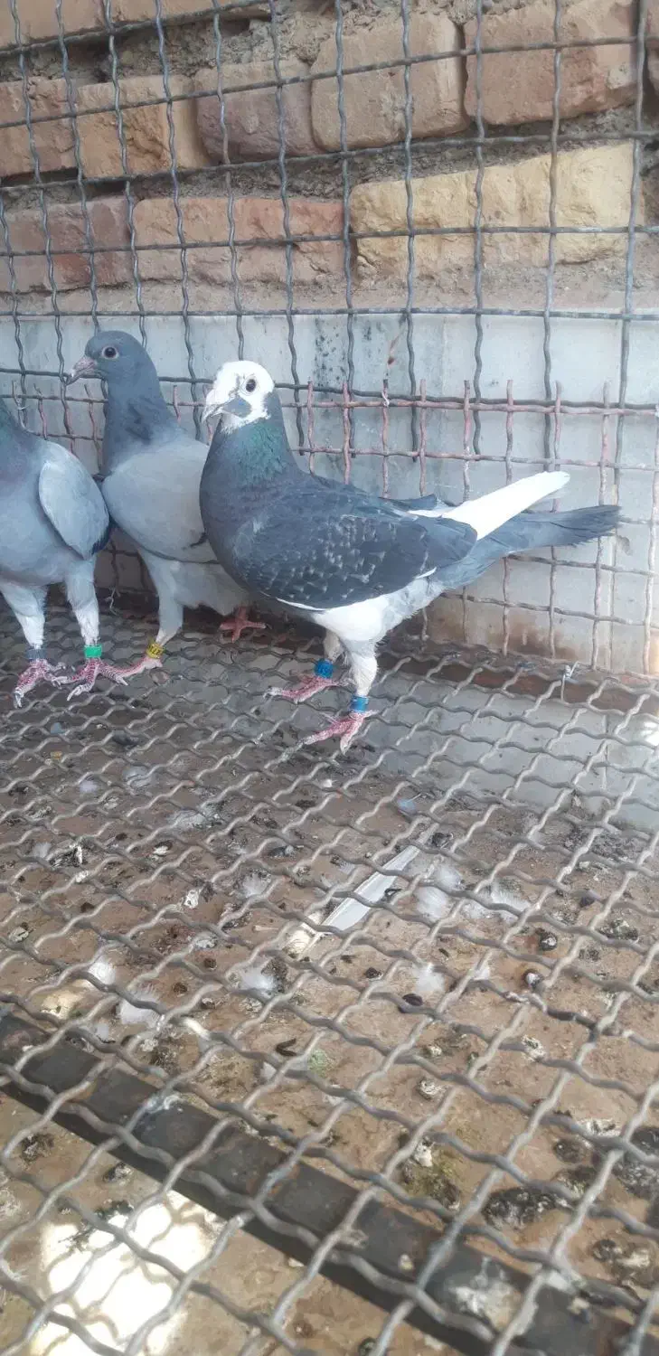 سلام ماده پرشی|پرنده|سربیشه, |دیوار