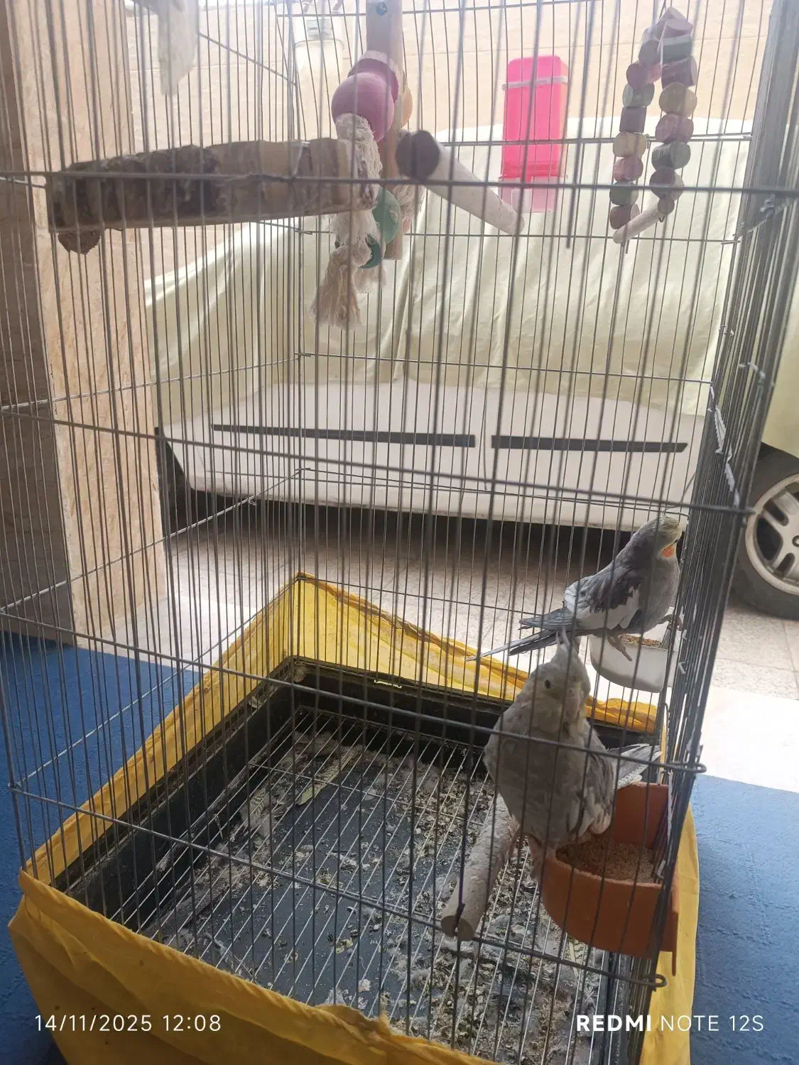 یه جفت عروس هلندی با قفس 1 متری|پرنده|ساوه, |دیوار