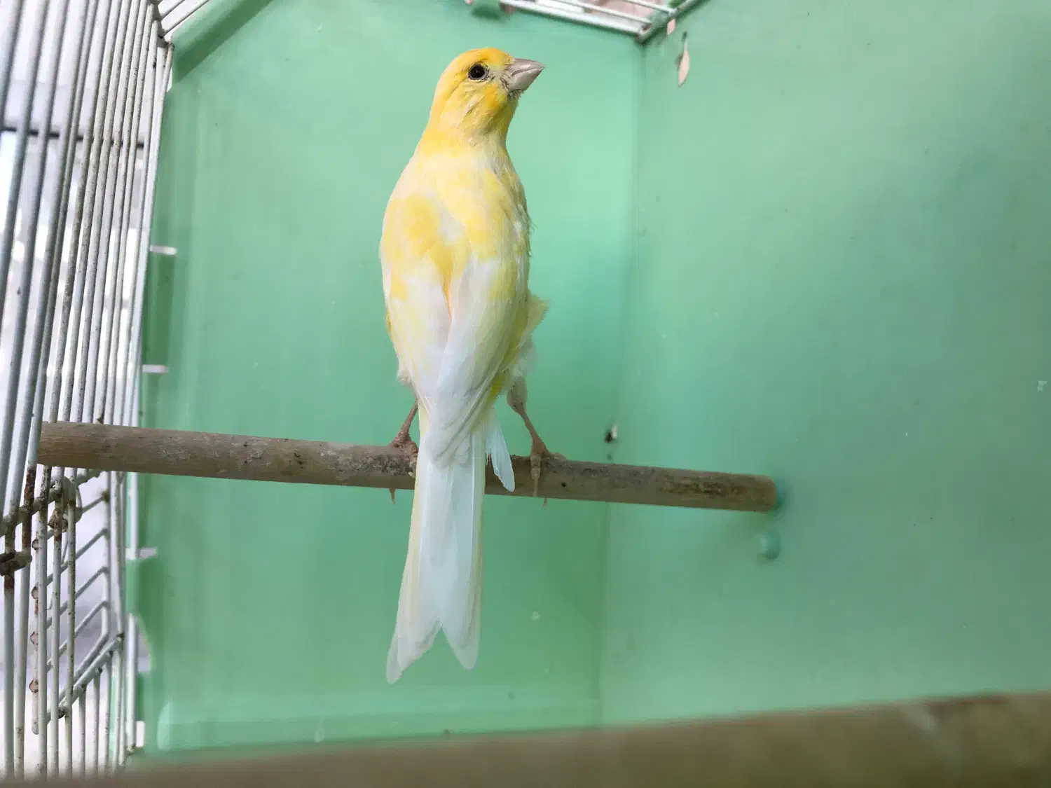 قناری (توضیحات)|پرنده|اردبیل, |دیوار