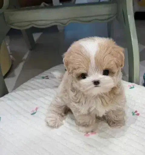 سگهای آپارتمانی|سگ|اصفهان, خانه اصفهان|دیوار