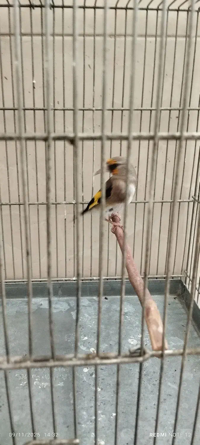 سهره داغسر رسمی دورگ کرمانی|پرنده|ری, شهید غیوری (ابن باویه)|دیوار