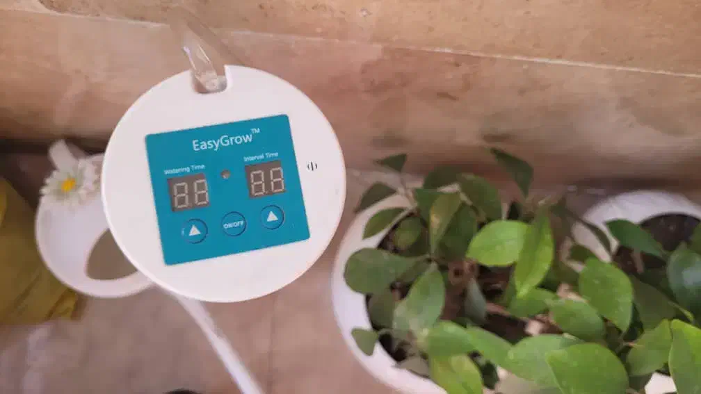 بنسای و آبیاری|گل و گیاه طبیعی|تهران, شهرک نفت|دیوار