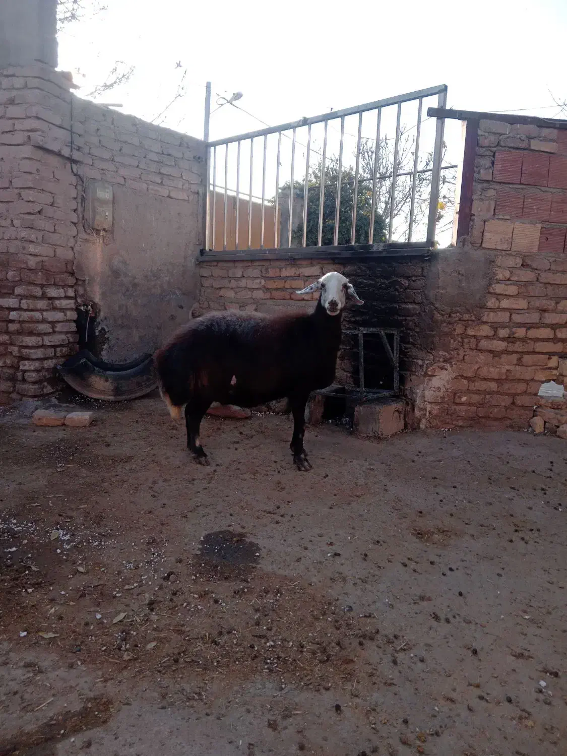 میش /گوسفند/ قوچ خورده/اصل بروجردی|حیوانات مزرعه|بجنورد, |دیوار