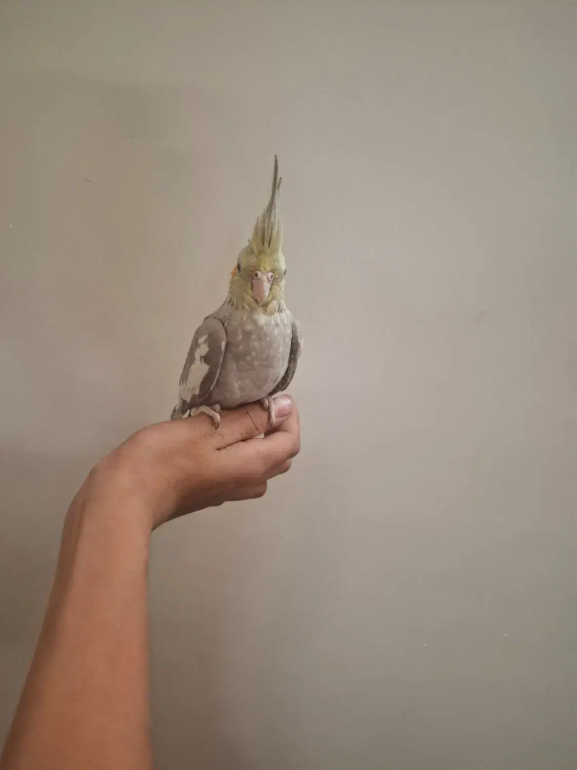 عروس هلندی دستی بالغ|پرنده|شاهدشهر, |دیوار