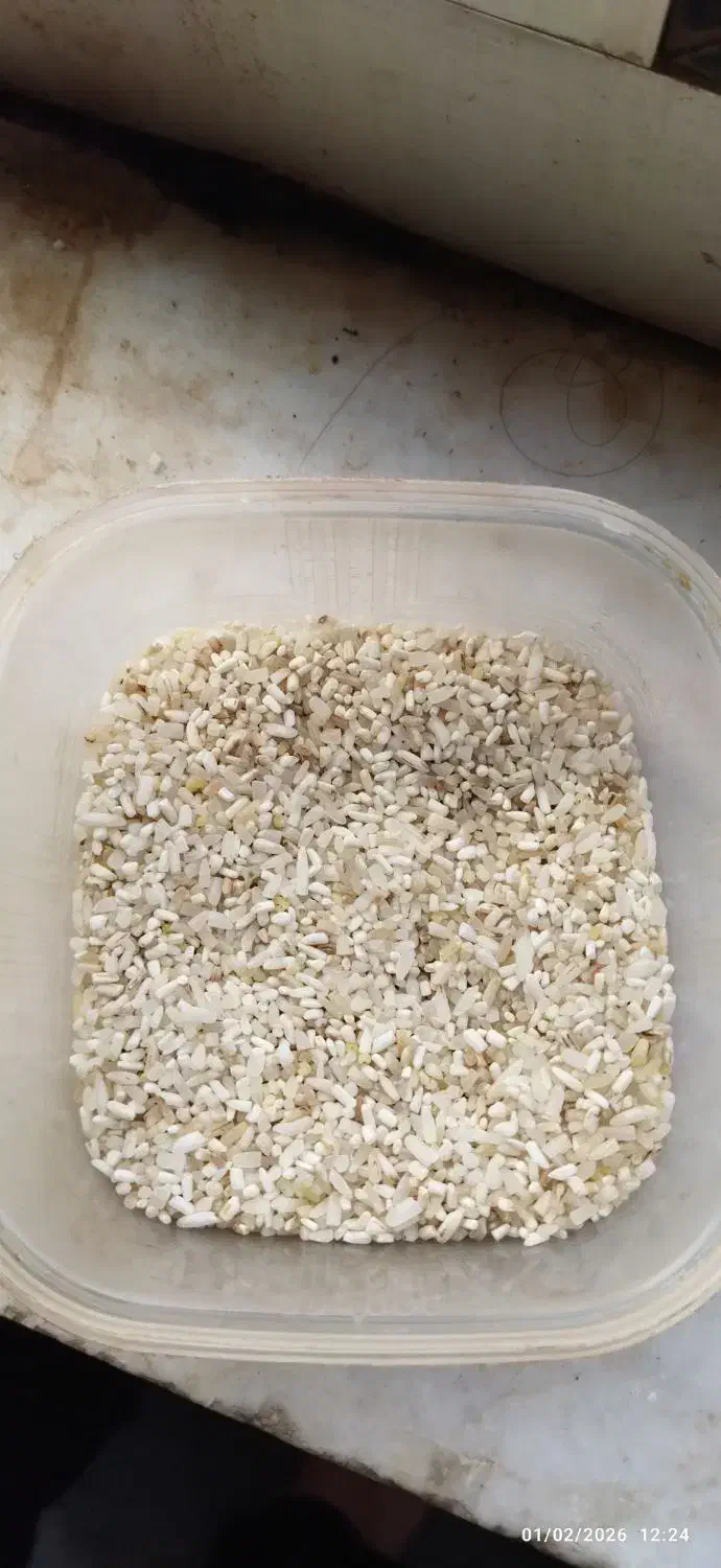 برنج نیم دانه|خوردنی و آشامیدنی|القجر, |دیوار