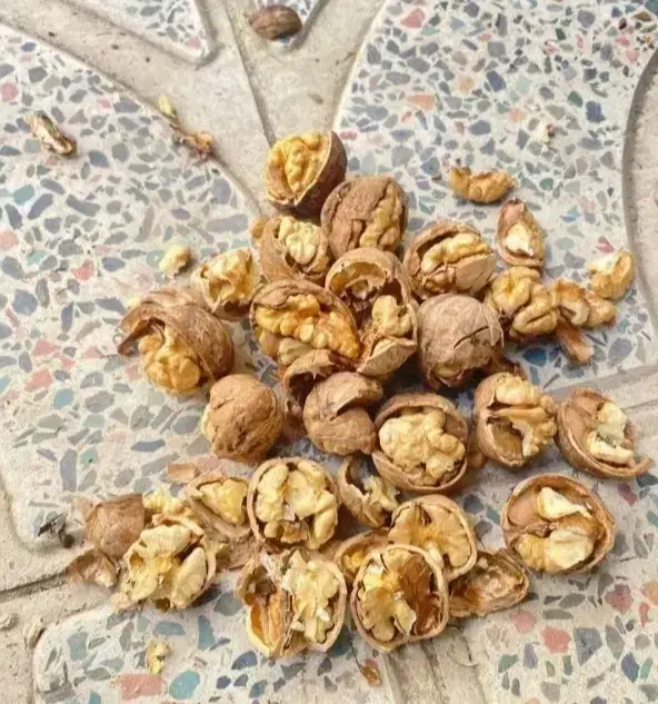 گردو محلی ملایر|عمده‌فروشی|میبد, |دیوار