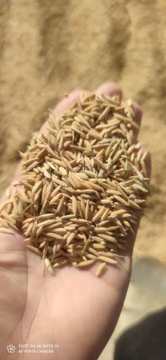 شلتوک|خوردنی و آشامیدنی|بوستان, |دیوار