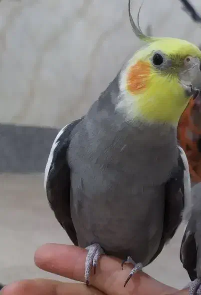 پرنده|پرنده|قره ضیاالدین, |دیوار