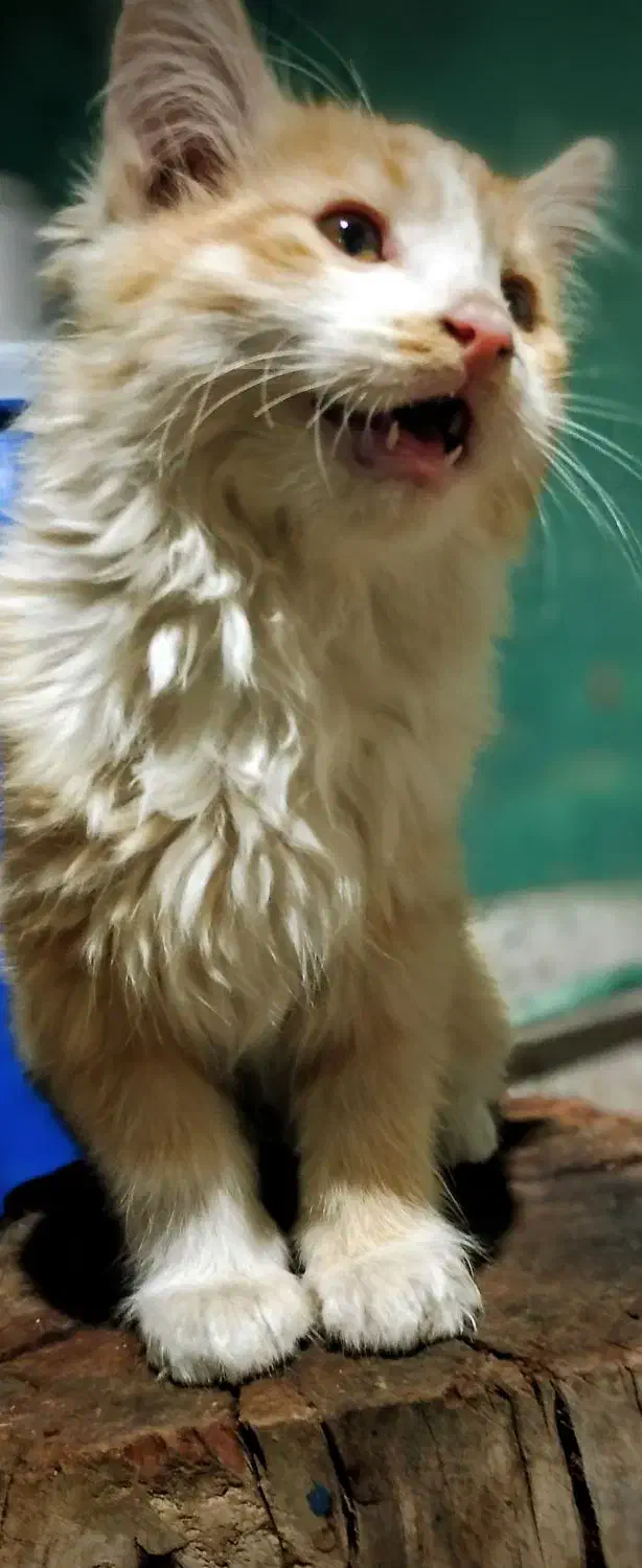 بچه گربه|گربه|ارومیه, |دیوار