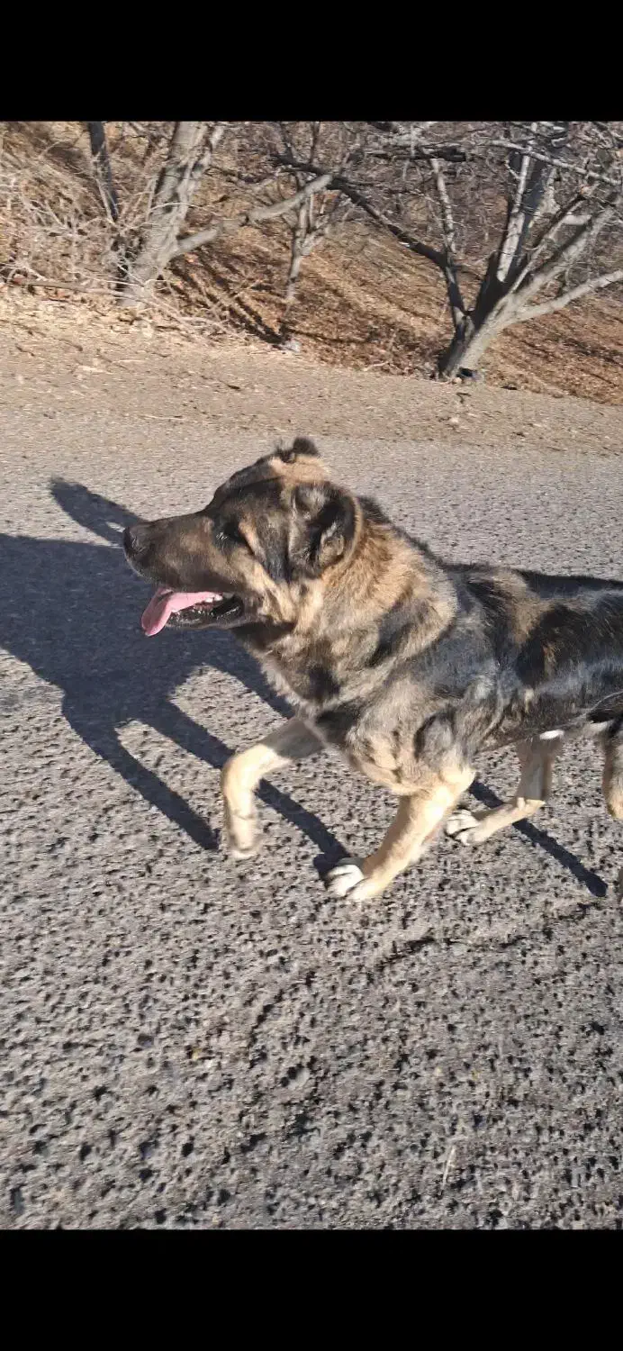 سگ سرابی|سگ|فیروز, |دیوار