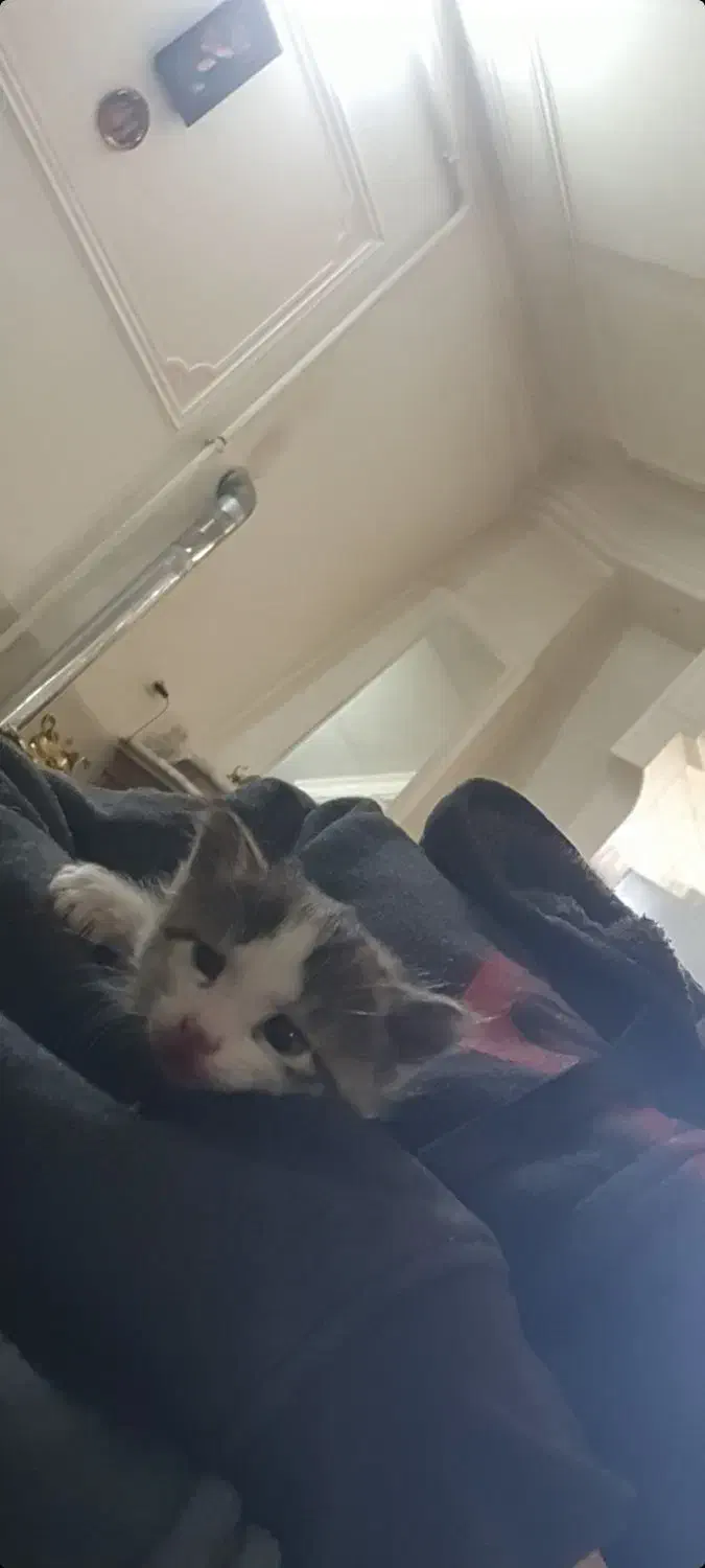 گربه ۲ و نیم ماهه|گربه|زنجان, |دیوار