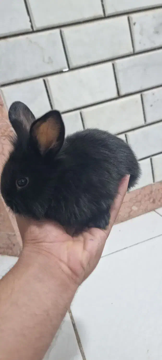 خرگوش از نژاد لپ|موش و خرگوش|بندرعباس, |دیوار