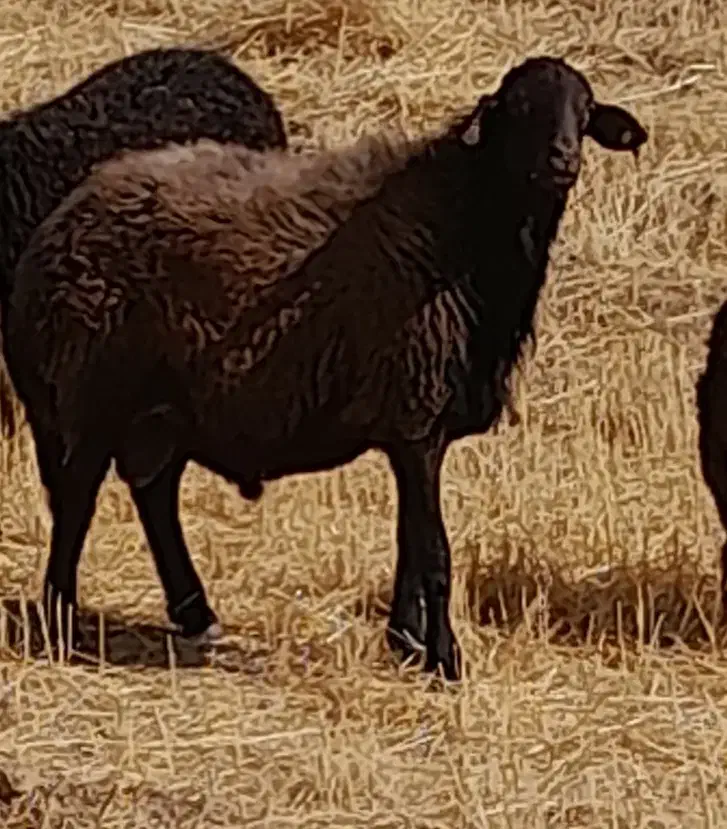 قوچ قره قزل|حیوانات مزرعه|کندوان, |دیوار