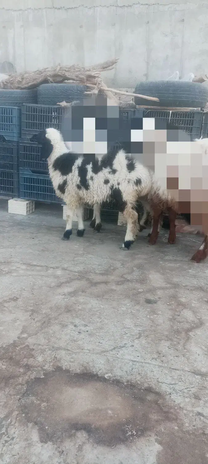 بره ماده چاق|حیوانات مزرعه|زاهدان, |دیوار