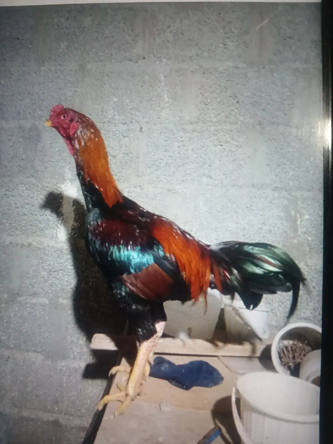 خروس لاری|حیوانات مزرعه|رشت, حومه رشت|دیوار