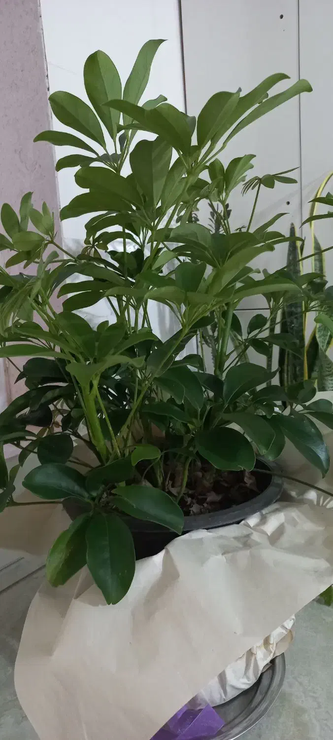 گل شفلرا سر حال و شاداب|گل و گیاه طبیعی|بجنورد, |دیوار