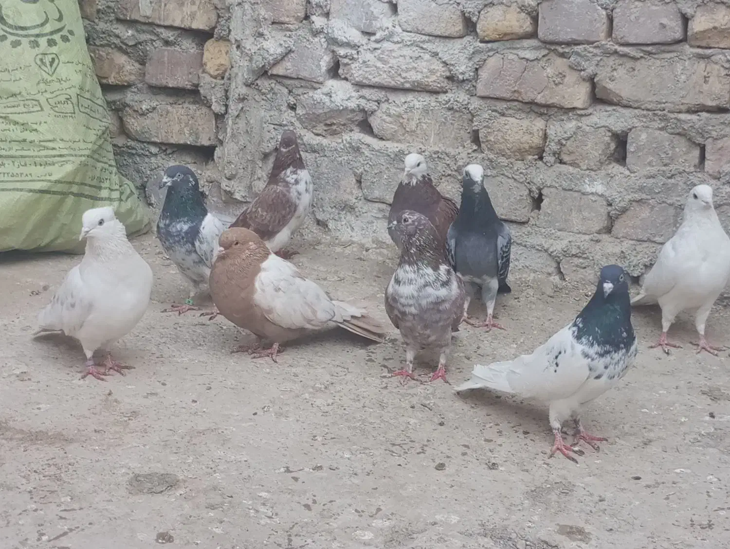 کبوتر|پرنده|زابل, |دیوار