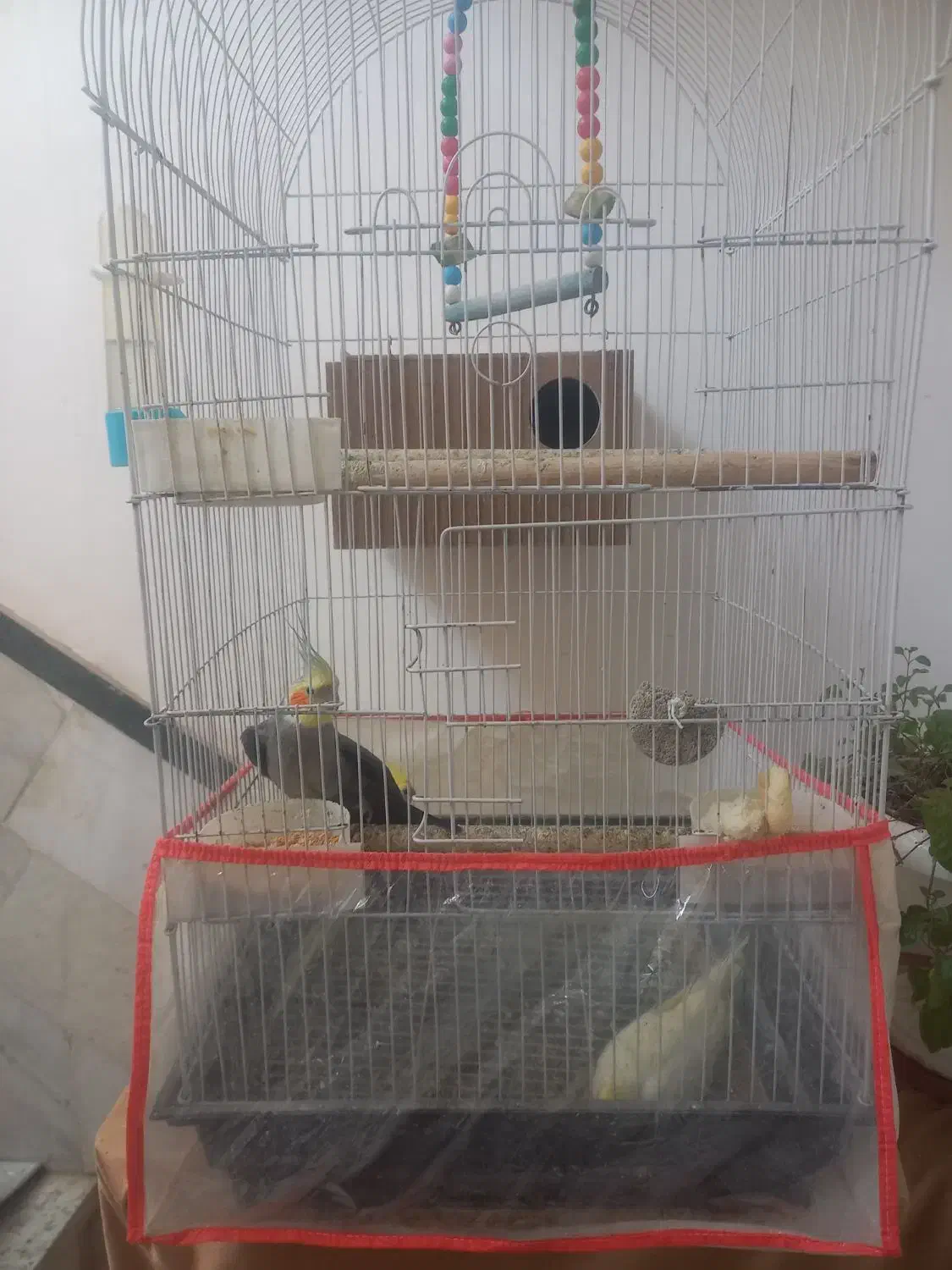 عروس هلندی|پرنده|سبزوار, فقیه سبزواری|دیوار