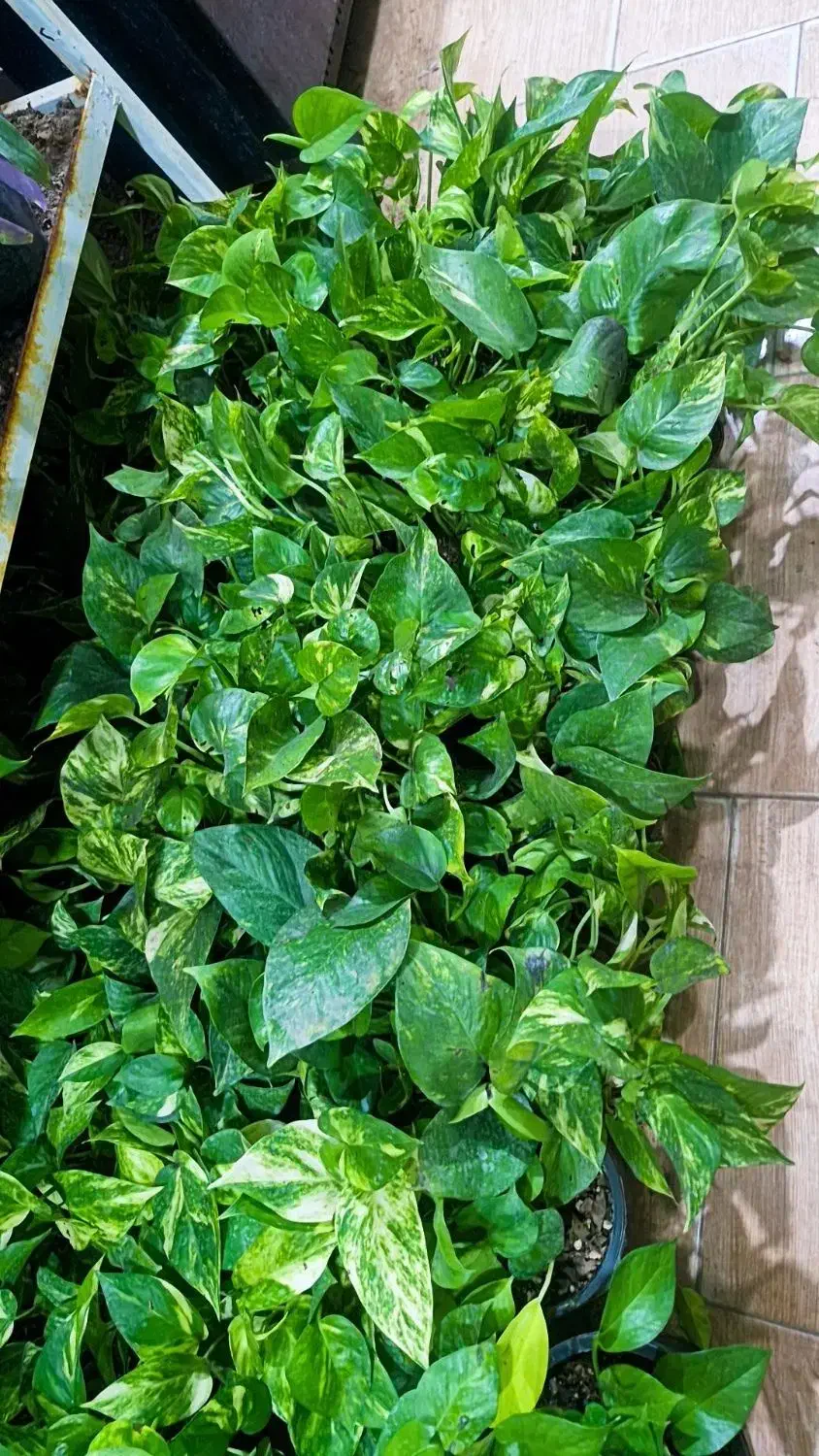 پتوس پرریشه ۶۵ت|گل و گیاه طبیعی|بیرجند, |دیوار