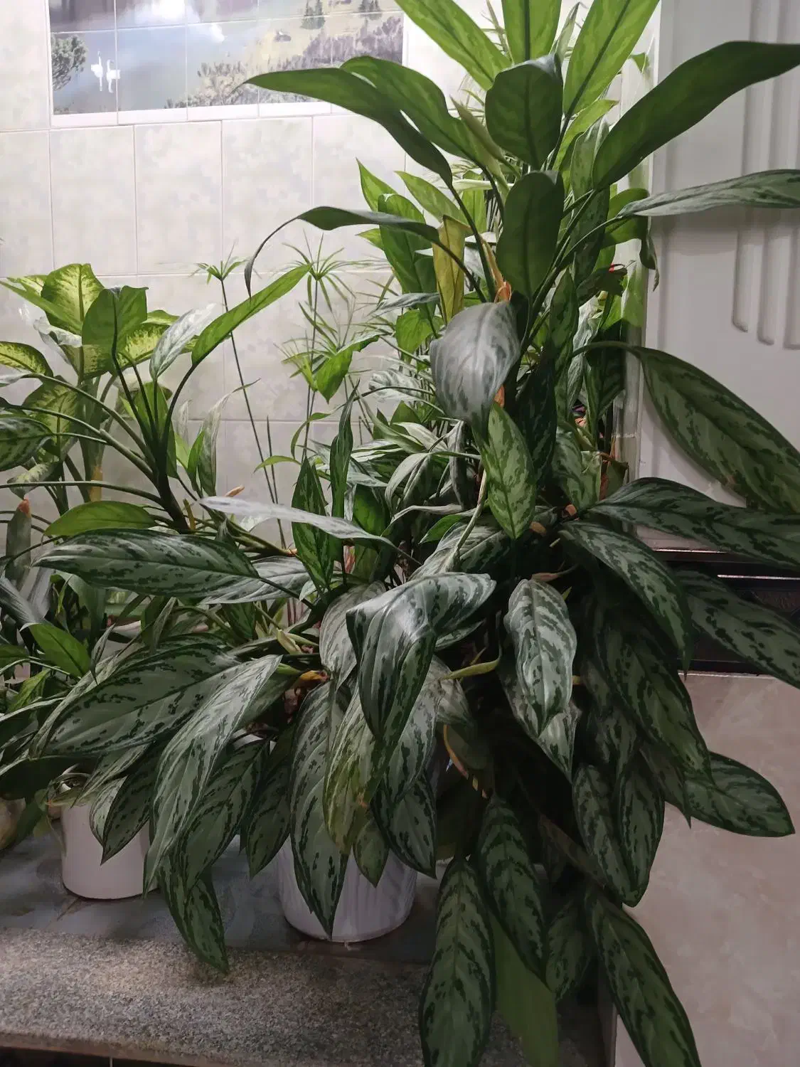 گل طبیعی|گل و گیاه طبیعی|گیان, |دیوار